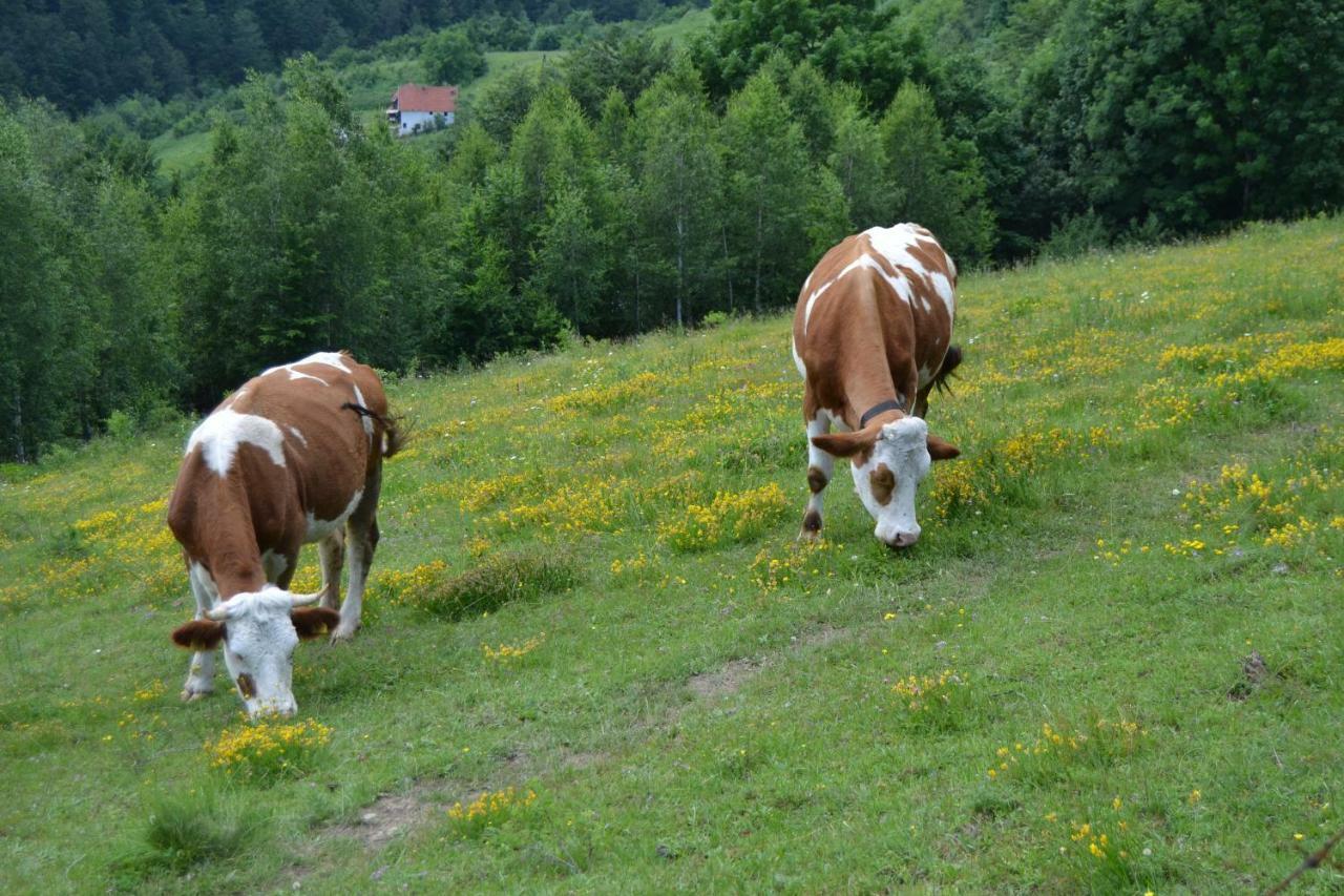 Bed and Breakfast Turizam Koturovic Ivanjica Exterior foto